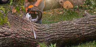 How Our Tree Care Process Works  in  Whitesboro, TX